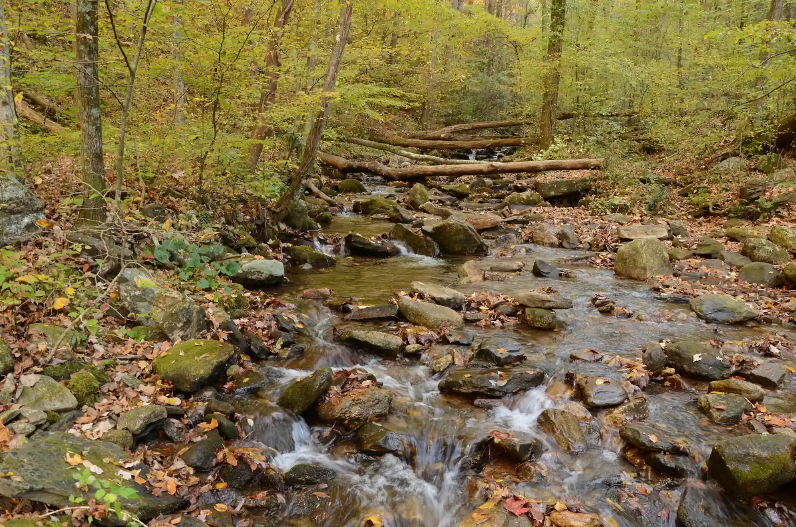 A shallow mountain creek tumbles over mossy rocks and fallen logs through a hardwood forest in early fall, with yellow and green leaves overhead and brown and orange leaves scattered across the stones and banks.
