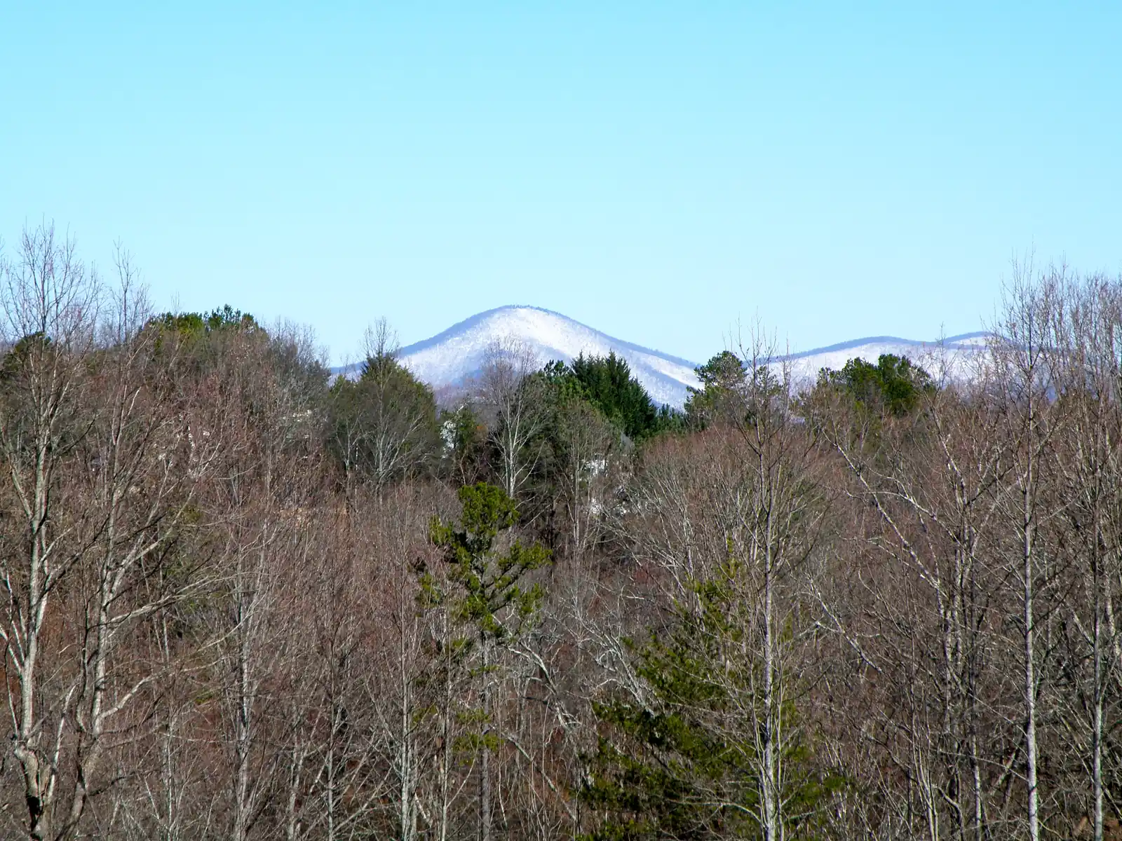 A snow-dusted rounded mountain summit rises under a pale blue sky beyond a foreground of bare winter hardwoods and a few dark evergreens near Dahlonega. Lower snowy ridges stretch to the right of the peak.