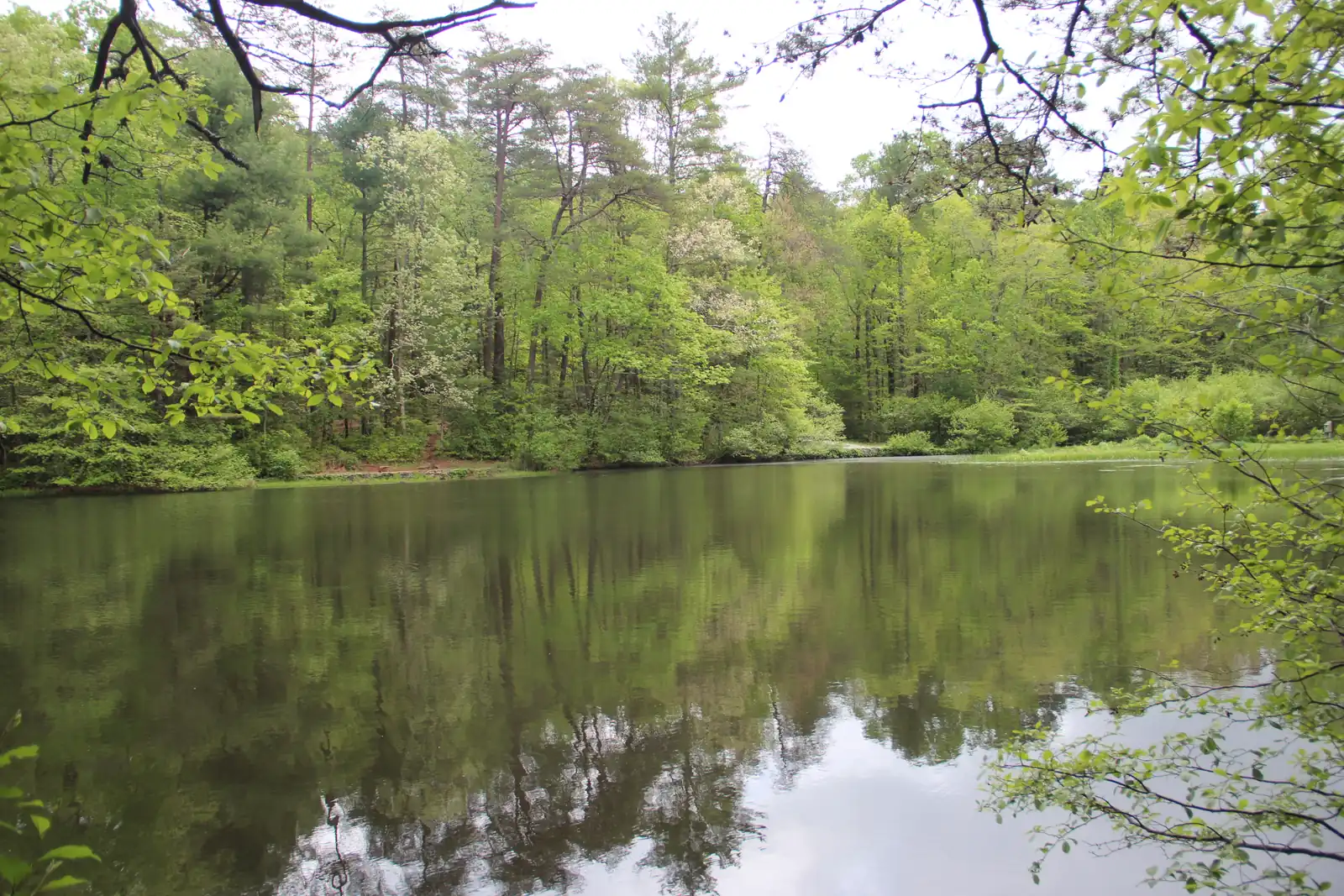 Still, dark Dockery Lake reflects a dense wall of spring-green hardwoods and pines on its far shore, framed by overhanging leafy branches at the left and right edges under a soft white sky.