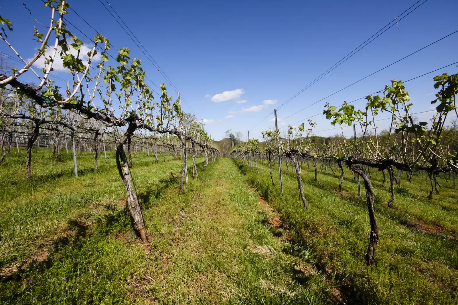 Low-angle view down a grassy aisle between rows of trellised grapevines with twisted trunks and fresh spring leaves, wires running overhead, under a deep blue sky with a few small clouds and a wooded hill on the horizon.